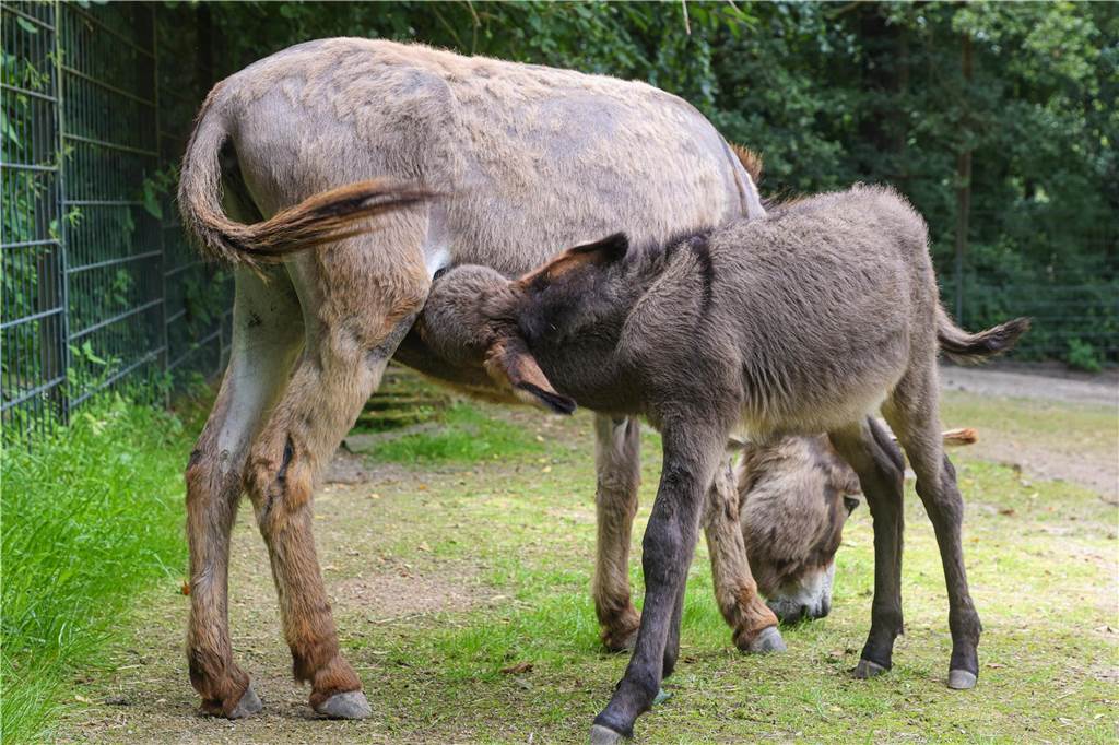 Maxi habe direkt nach der Geburt begonnen Milch zu trinken.