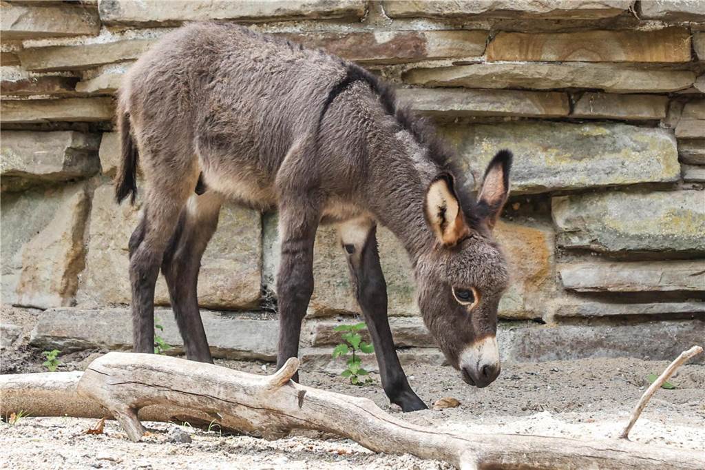 Maxi schien sich im Gehege bereits nach drei Wochen sehr wohl zu fühlen. Zutraulich begrüßte er die für ihn fremden Menschen und widmete sich wieder seinem Erkundungsdrang.