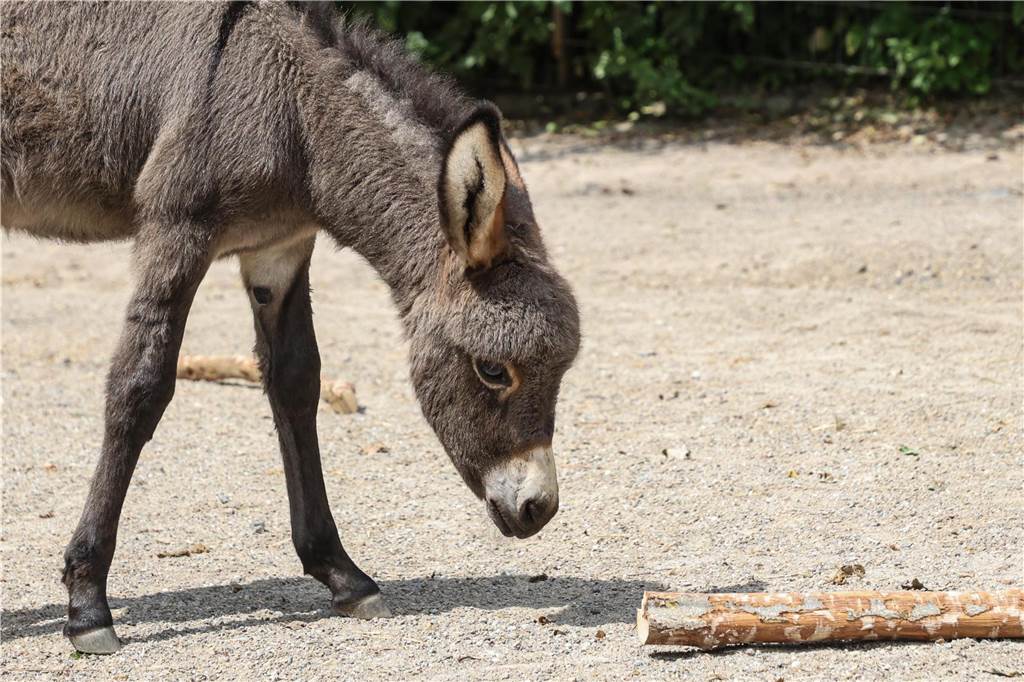 Maxis älterer Bruder Hajo lebt mittlerweile im Schwerter Zoo. Auch Maxi wird nur begrenzte Zeit im Dortmunder Zoo leben können. Dann braucht er ein neues Zuhause. Konkrete Pläne für ihn gebe es noch nicht.