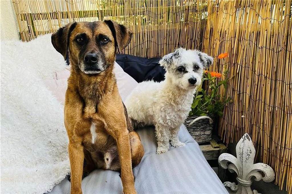Maya hat auch noch einen Hundefreund: Bailey, ein Dackel-Mix. 
