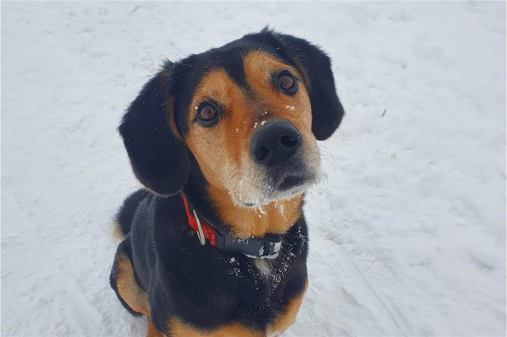 Ein Hund im Schnee schaut in die Kamera.