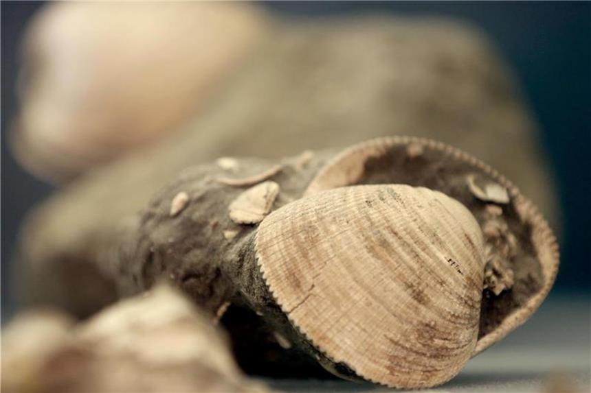 Ausstellung: Zeitreise durch die Erdgeschichte Meeresfossilien liegen im Ruhr Museum in Essen in einer Vitrine. Foto: Roland Weihrauch