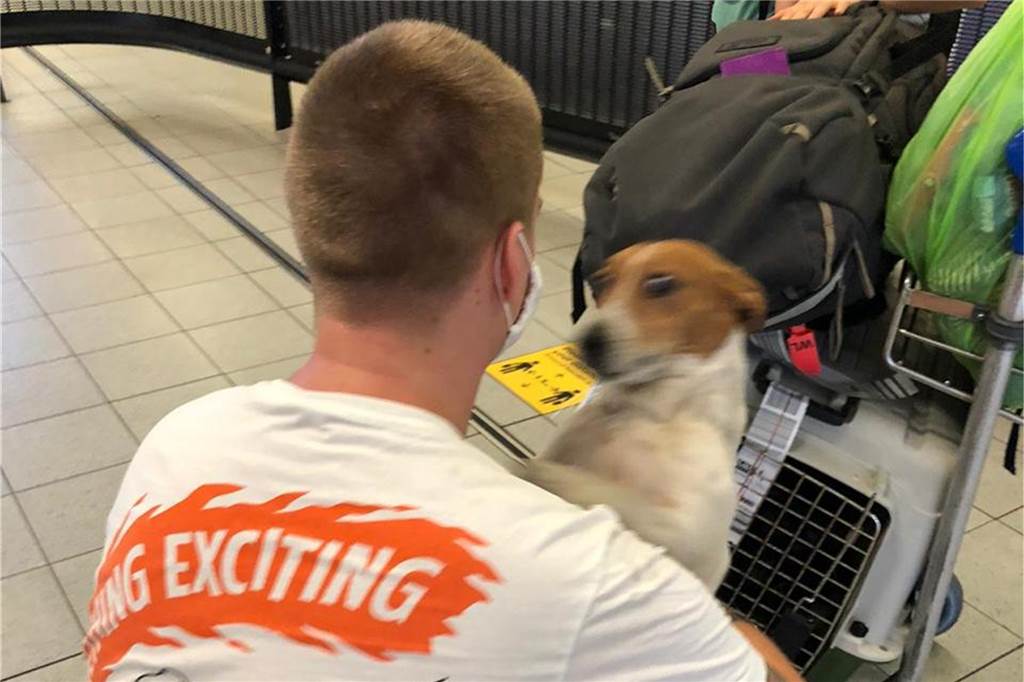 Nach 4 Monaten Trennung: Dortmunder Familie holt Hund aus Peru zurück Mehr als vier Monate hat es gedauert, bis der Jack-Russel-Terrier aus Peru ausgeflogen werden konnte.