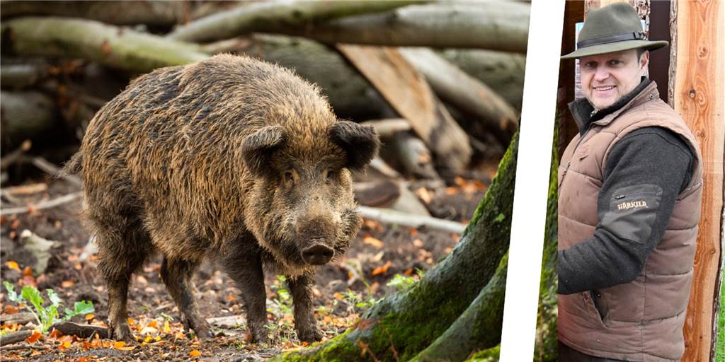 Radfahrer in Marl gerammt - Wie gefährlich sind Wildschweine? Mehrere hundert Wildschweine leben in Marls Wäldern. Hegering-Vorsitzender Holger Scheer erklärt, wie sie sich verhalten.