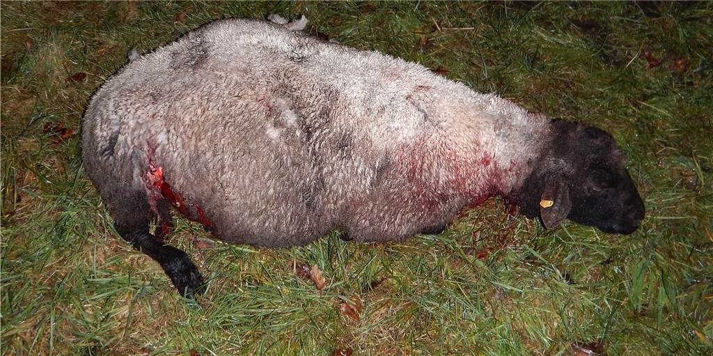 Wolf reißt offenbar mehrere Schafe an Dorstener Stadtgrenze Ein totes Schaf liegt auf einer Wiese.