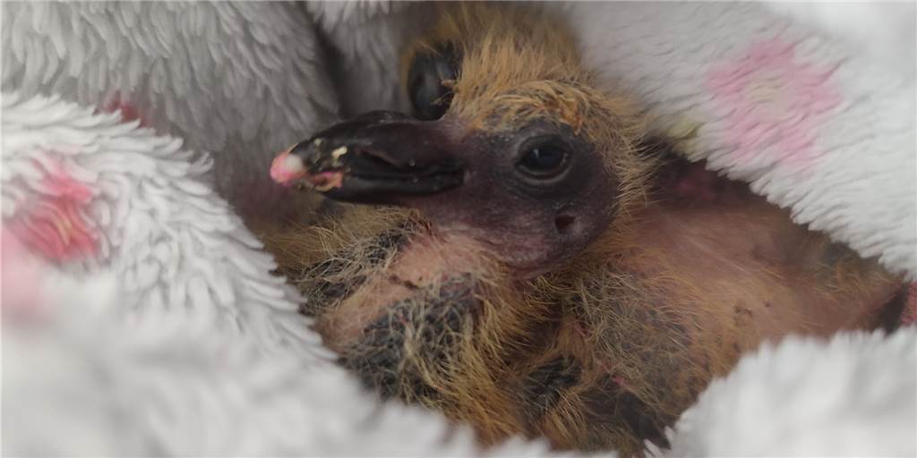 Tierquälerei: Taubenküken mit Farbe beschmiert - erste Tiere schon tot Mehrere Taubenküken sind in Dortmund mit pinker Farbe beschmiert worden.