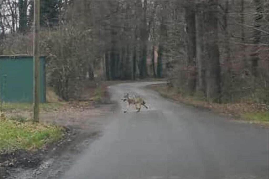 Info-Tour zur Wolfsrückkehr: Naturschutzwart erhält Drohungen Ein Wolf läuft über einen Wirtschaftsweg in Heek