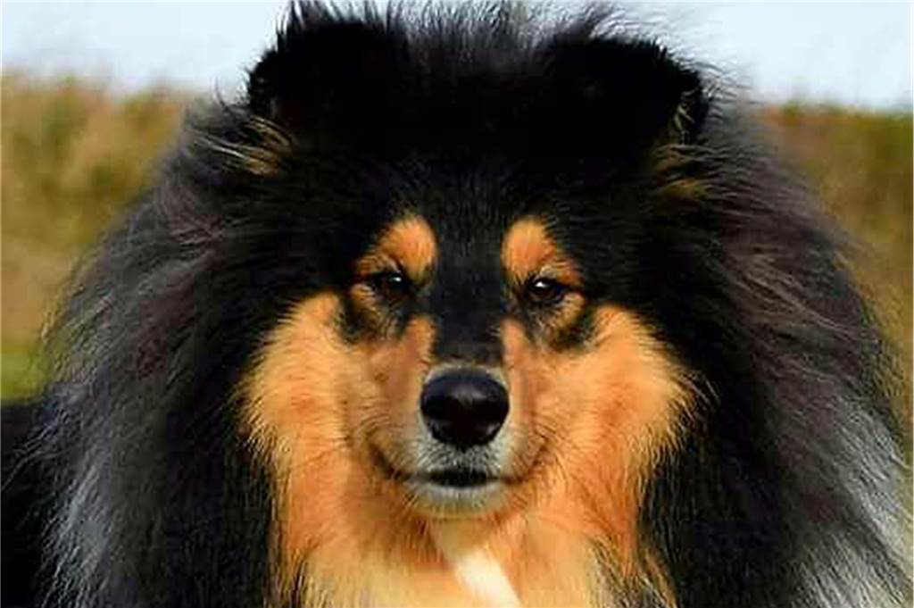 Hund schaut in die Kamera.