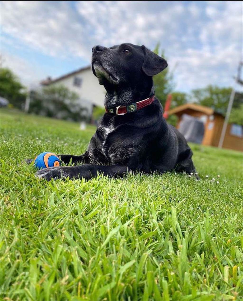 Mein Ball!