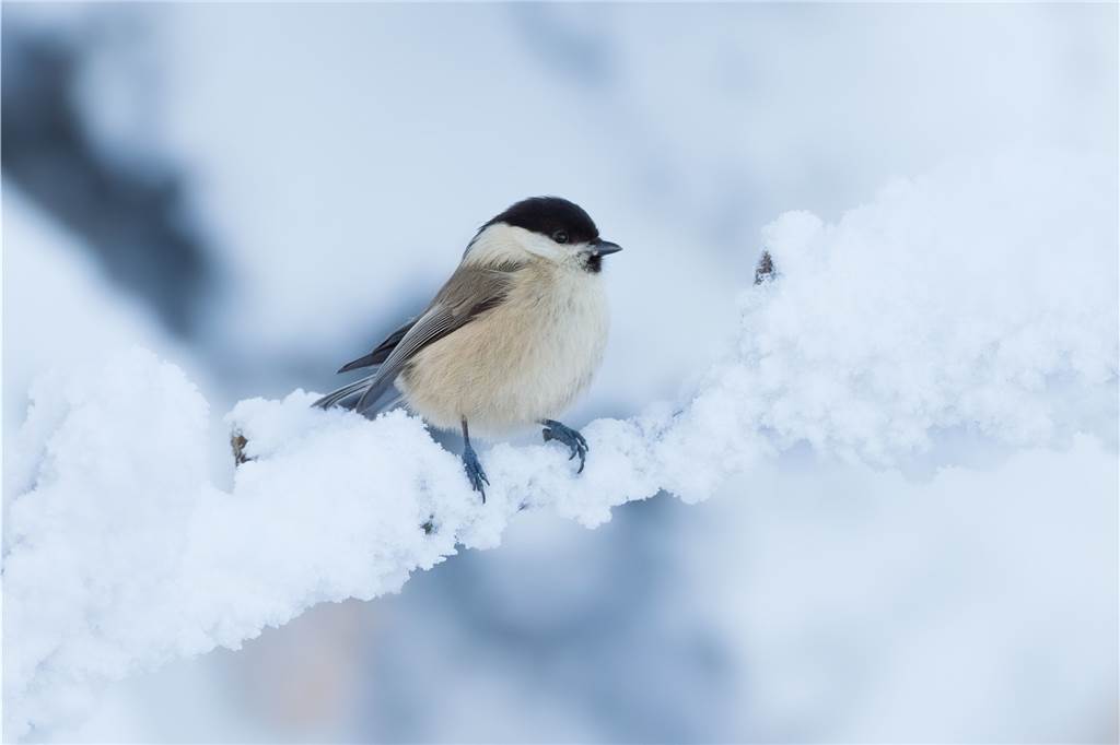 Stunde der Wintervögel: NABU ruft wieder zu großer Zähl-Aktion auf Eine Weidenmeise im Schnee