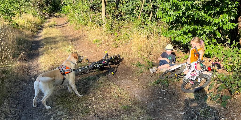 Mit Spürnase und Glöckchen: Rettungshundestaffel trainiert in Lünten Menschen finden und anzeigen: Das ist die Aufgabe der Hunde der Rettungshundestaffel Münsterland. Jetzt können sie auch in Lünten trainieren.