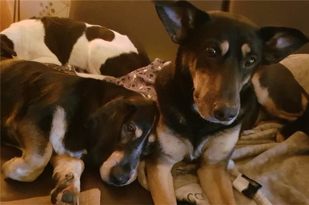 Merlin (l.) ist sehr kuschelig und sucht die Nähe zu anderen Hunden