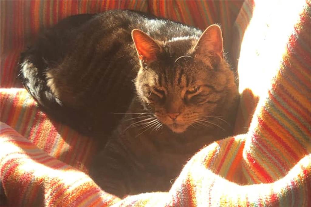 Die süßesten Katzen aus Schwerte: Ihr habt uns eure Stubentiger geschickt Ein Kater liegt auf einer bunten Decke.