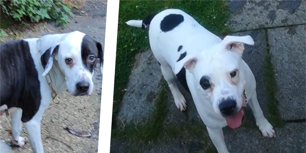 Seit Wochen alleine: Hunde-Drama in Dortmund spitzt sich zu Verwahrloste Hunde Kirchlinde