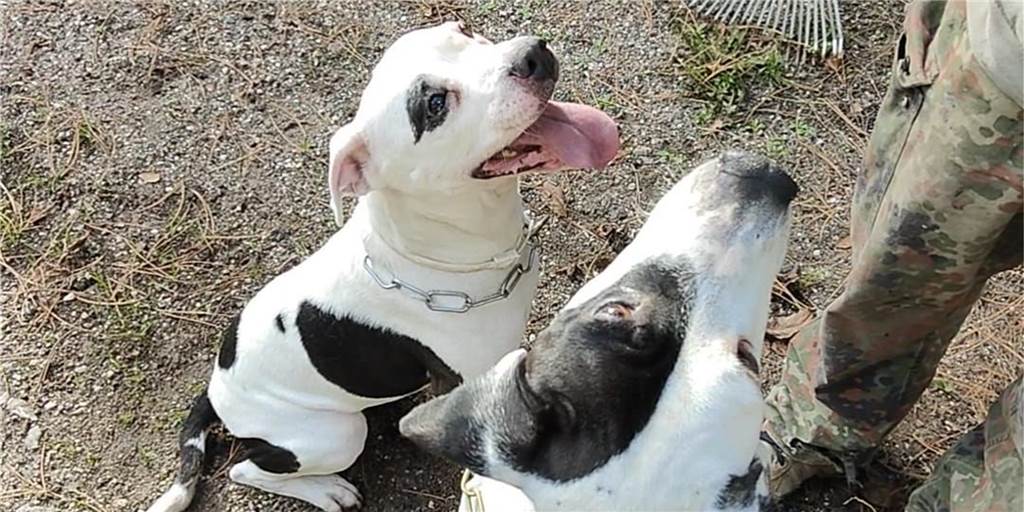 Verwaiste Hunde in Kirchlinde