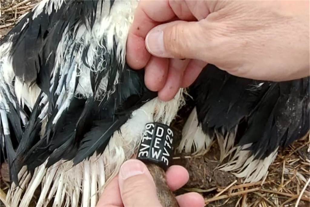 Nachzügler beringt: Etliche Jungstörche starben wegen Unterkühlung Ring am Storchenbein