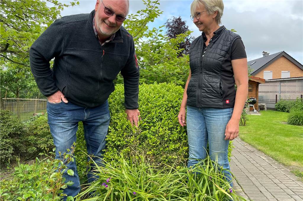 Vom Gärtnerschreck zur beherrschbaren Gefahr: Was macht eigentlich der Buchsbaumzünsler? Michael und Monika Schomberg freuen sich, dass ihre Buchsbäume nur wenige angefressene Stellen haben. Vögel und gestärkte Pflanzen sind ihr natürliches Rezept gegen die Raupen des Buchsbaumzünslers.