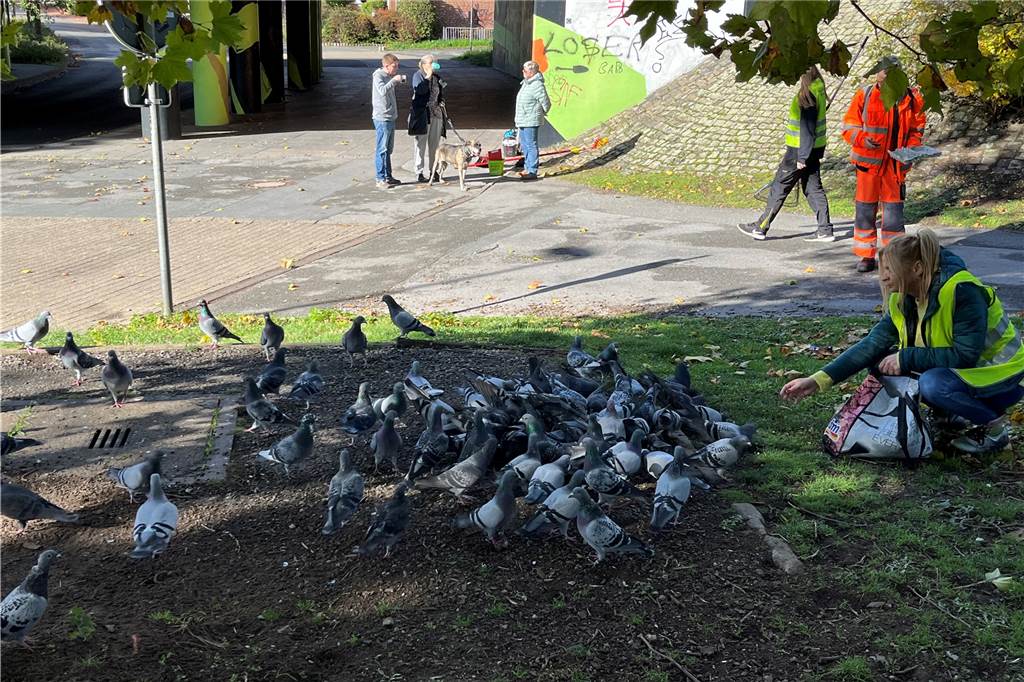 Lüner Taubenhilfe rettet Tiere und fühlt sich von Stadt hintergangen Michaela Belling füttert jeden Sonntag die Tauben an der Stadttorbrücke in Lünen an.