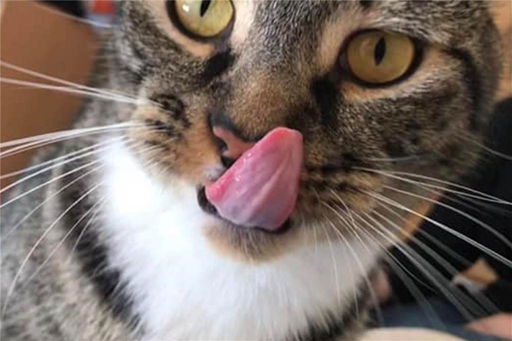 Ein Kater streckt die Zunge heraus.