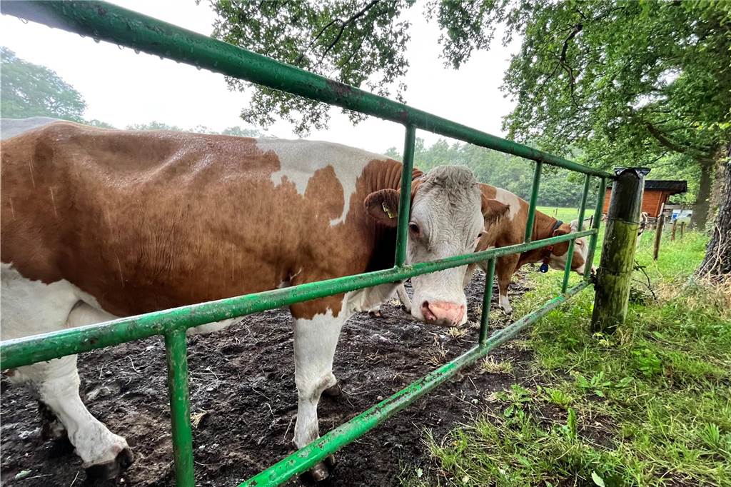 Eis direkt vom Bauernhof: Familie Haveloh landet Volltreffer mit „KUHles Pöttken“ Milchkühe auf dem Hof Haveloh in Alstätte