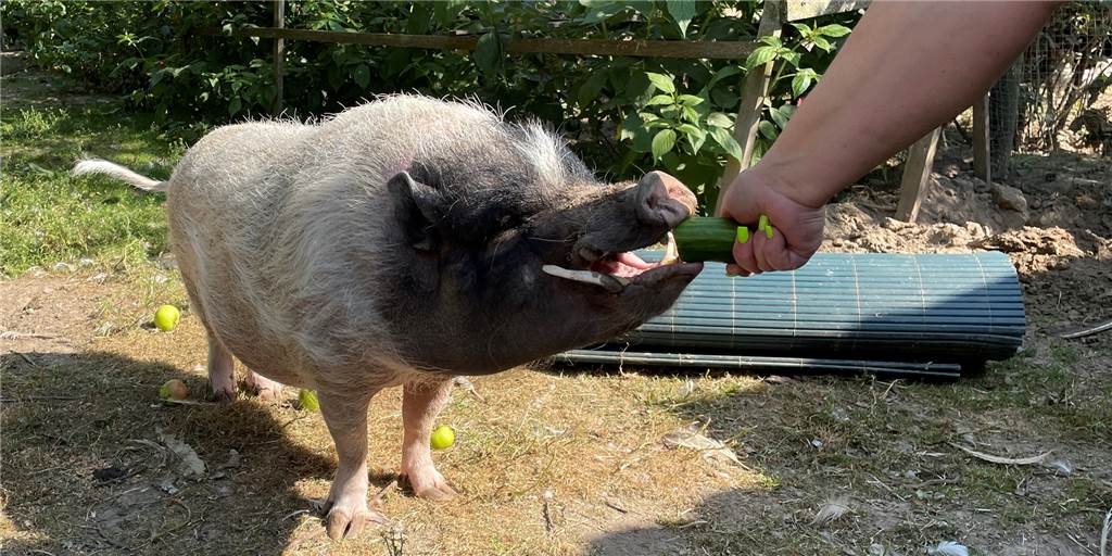 Minischwein „Schnitzel“: Das Tier von Kerstin Schlagenwerth ist wieder zurück Minischwein "Schnitzel" ist wieder aufgetaucht – in knapp fünf Tagen wanderte es nur einige hundert Meter Luftlinie.