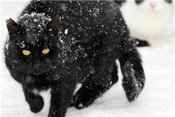 Minusgrade sind für freilebende Katzen eine bedrohliche Angelegenheit. Um zu erleben, sind sie oft auf Hilfe angewiesen. Foto: Bernd Wüstneck/dpa-Zentralbild