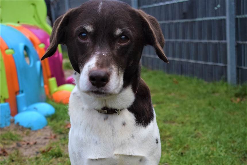 Senior Benny aus dem Ahauser Tierheim liebt lange Spaziergänge Mischling Benny ist trotz seines Alters noch fit.