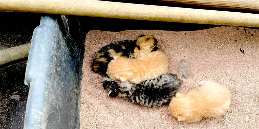 Alstätter Feuerwehr entdeckt Katzennachwuchs im Feuerwehranhänger Mit besonderem Nachwuchs hat es im Moment der Löschzug Alstätte der Freiwilligen Feuerwehr zu tun: Vier Katzenbabys sind in einen Behälter für Ölbindemittel eingezogen. Der Anhänger, auf dem der Behälter verladen ist, rückt erst einmal nicht mit zu Einsätzen aus.