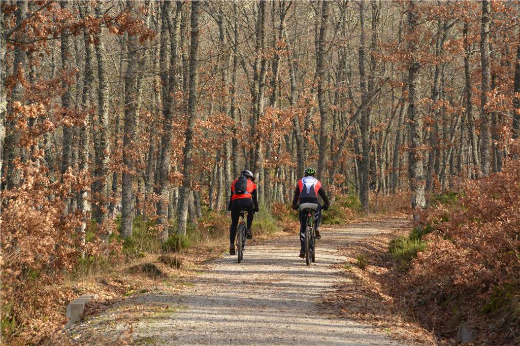 Zum Start des 49-Euro-Tickets: Ausflugsziele in der Nähe für einen Tag Radfahrer im Wald