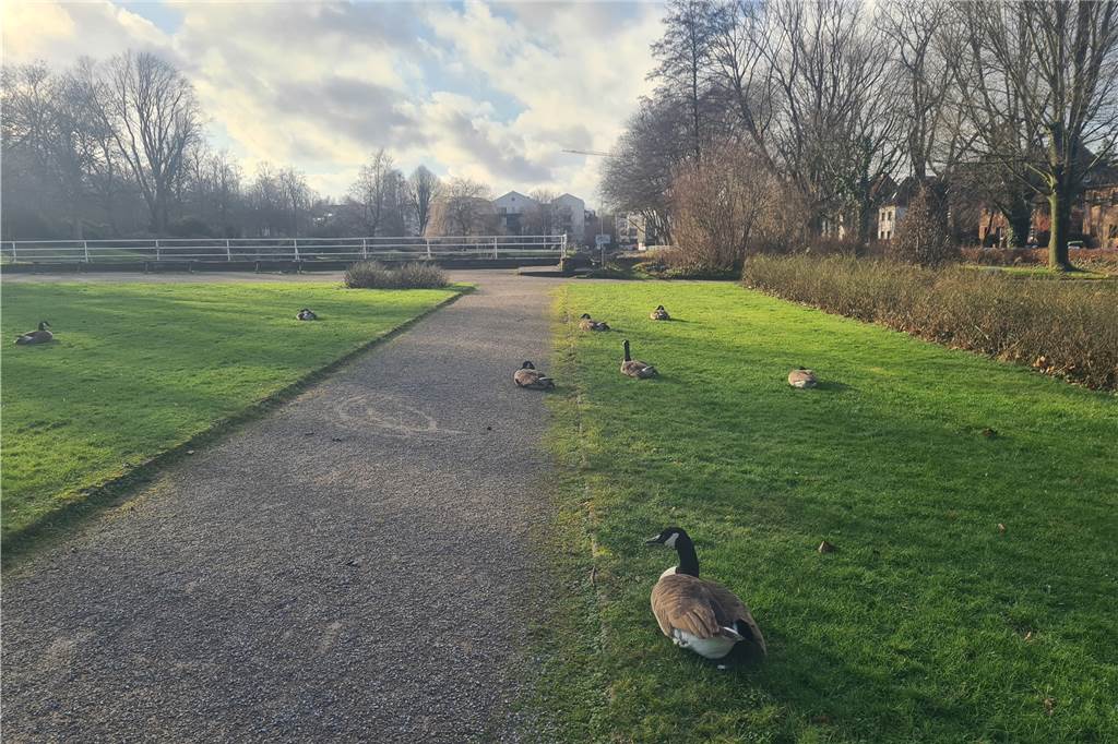 Enten schwimmen auf dem Gondelteich: Hat die Wasserbefüllung begonnen? Mit dem Wasser sind auch die Kanadagänse zurückgekommen.