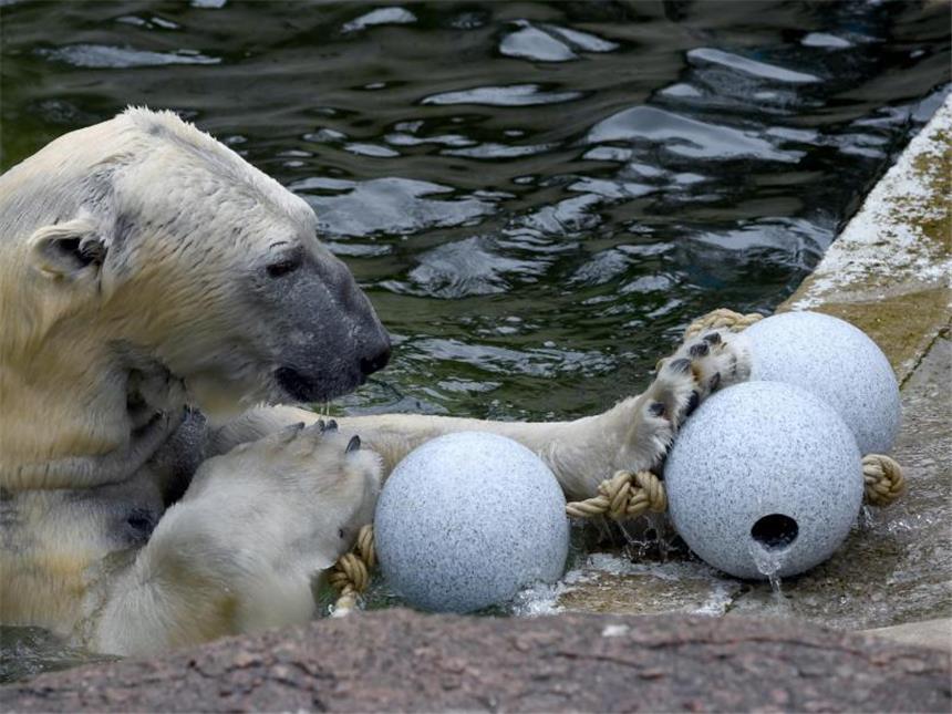 Vier Pranken und ein Ball: Spielzeug für Eisbären Mit den Pranken am Ball. Foto: Carsten Rehder