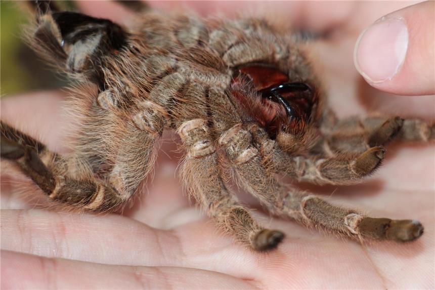 Max Schmitts Herz schlägt für Spinnen aller Art Mit den Zähnen tötet die Spinne ihre Beute.