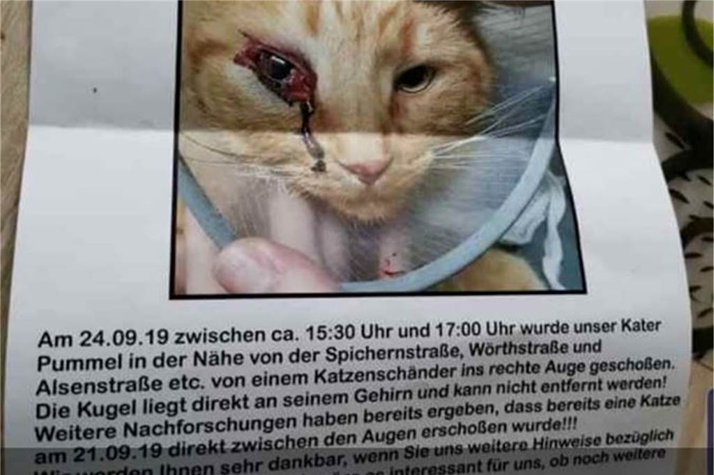 Unbekannter schießt mit Gewehr auf Kater Pummel - der hat jetzt eine Kugel im Kopf Mit diesem Flyer sucht die Lüner Familie nach dem Täter.