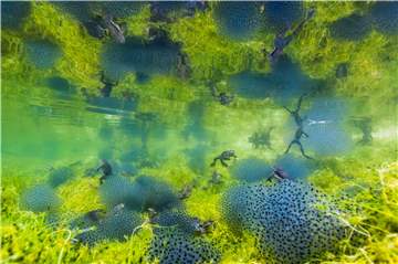 Mit diesem Foto, das den Titel „Frühling im Teich“ trägt, gewann der Italiener Manuel Plaickner die Kategorie „Unter Wasser“.