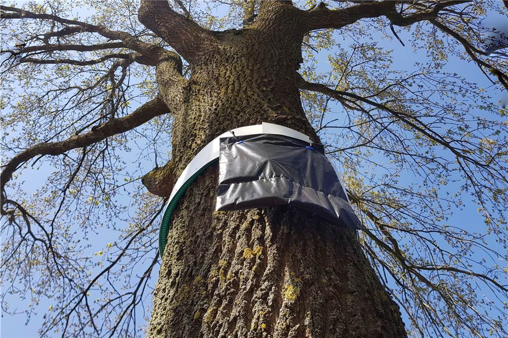 Tückisches Stadium erreicht: Erste Gift-Raupen in Heek gesichtet Mit diesen Fallen, wie hier an einer Eiche im Stiegenpark, will die Gemeindeverwaltung die Giftraupen-Plage unter anderem eindämmen
