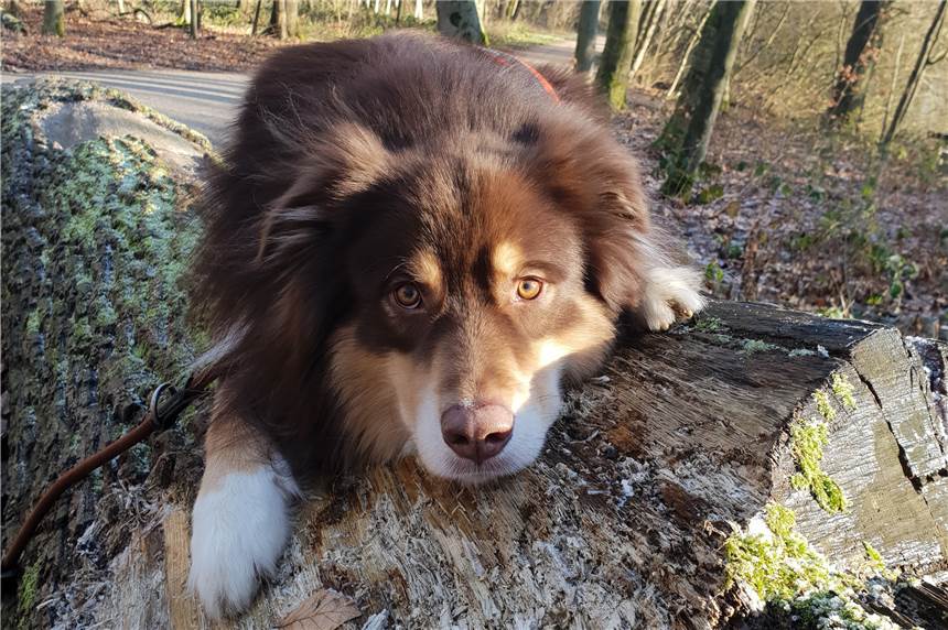 Darum ist dieser Australian Sheperd ein „Seelentröster“ Mit diesen Kulleraugen hat Elmo die Herzen von Familie Teresiak-Spineux erobert.