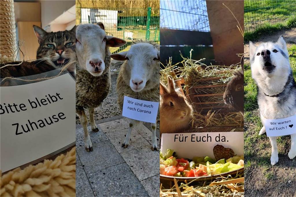 Tierheim-TV: Tierische Bewohner werden im Internet zu „Filmstars“ Mit dieser Collage weist das Tierheim im Internet auf die derzeitige Schließung hin.