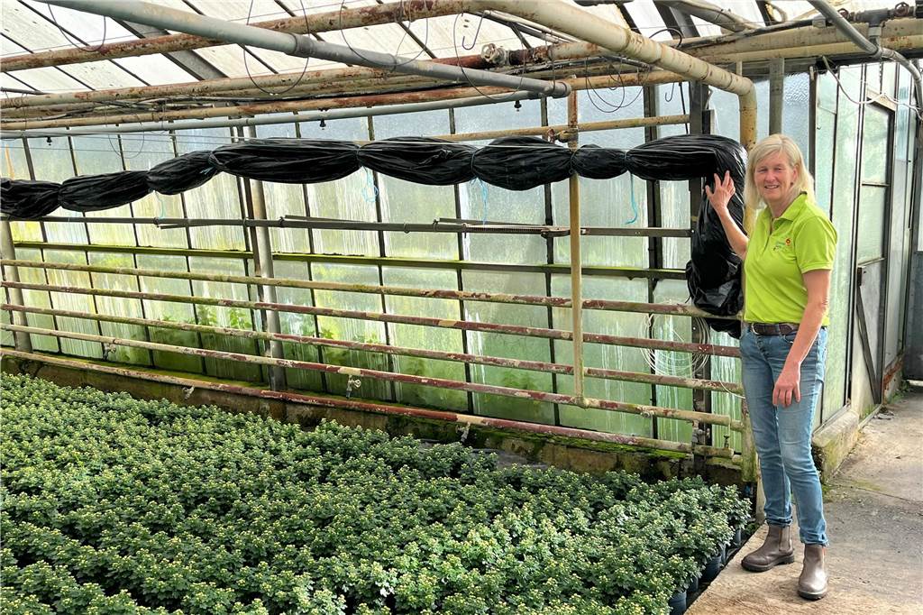 Gärtnerei Flüthmann-Boom: Pflanzenproduktion genau auf Termin Gärtnerei Flüthmann-Boom