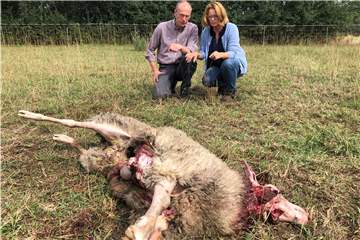 Mit einem Kehlbiss getötet wurde erneut ein Schaf von Christiane und Matthias Rittmann.