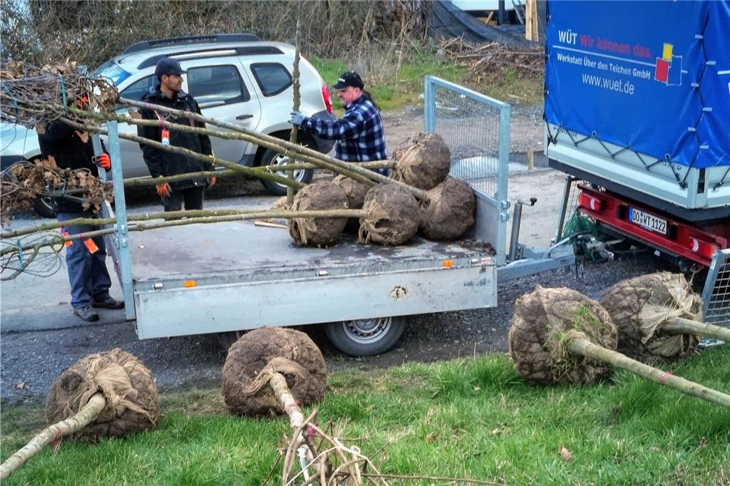 Bäume und Nähmaschinen bringen Menschen in Derne zusammen Mit einem kleinen Transporter wurden die neuen Bäume angeliefert