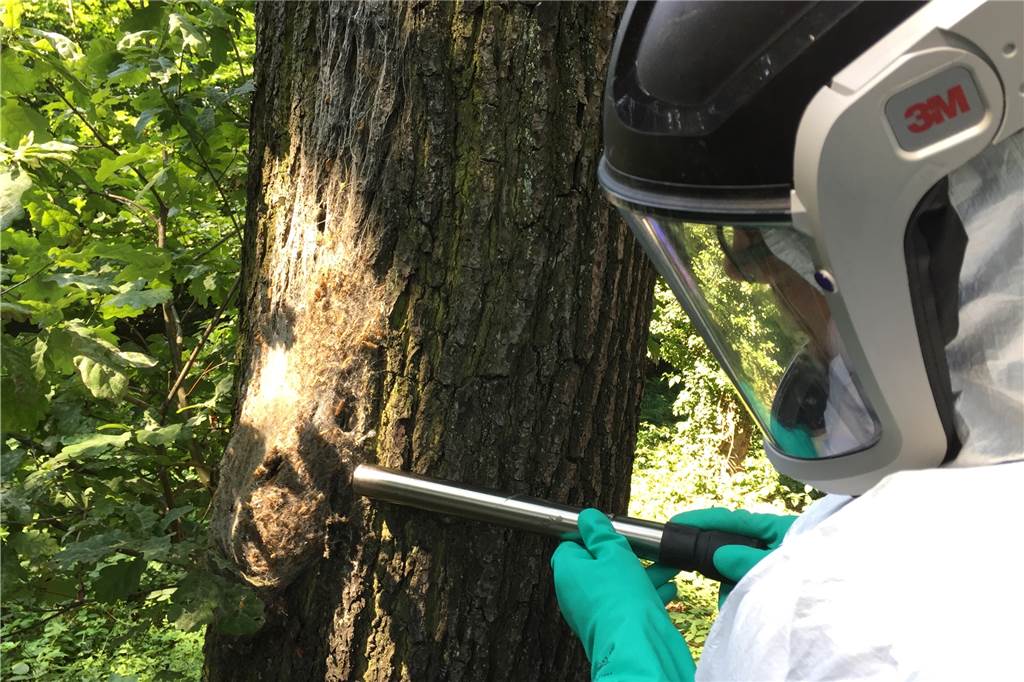 Eichenprozessionsspinner töten bei Gluthitze – Wie hält man es in dem Schutzanzug nur aus? Mit einem Sauger werden die Nester abgesaugt.