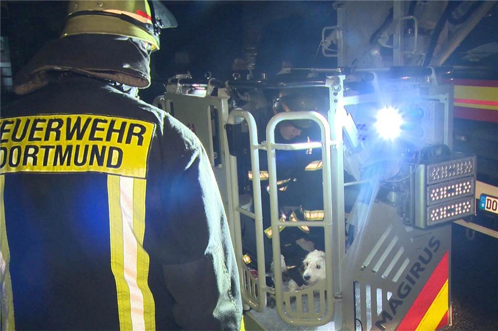 Feuerwehr rettet 9 Hunde aus Wohnung : Hund bellte laut vom Dach Mit einer Drehleiter rettete die Feuerwehr am Donnerstag (1.2.) einen Hund von einem Hausdach.