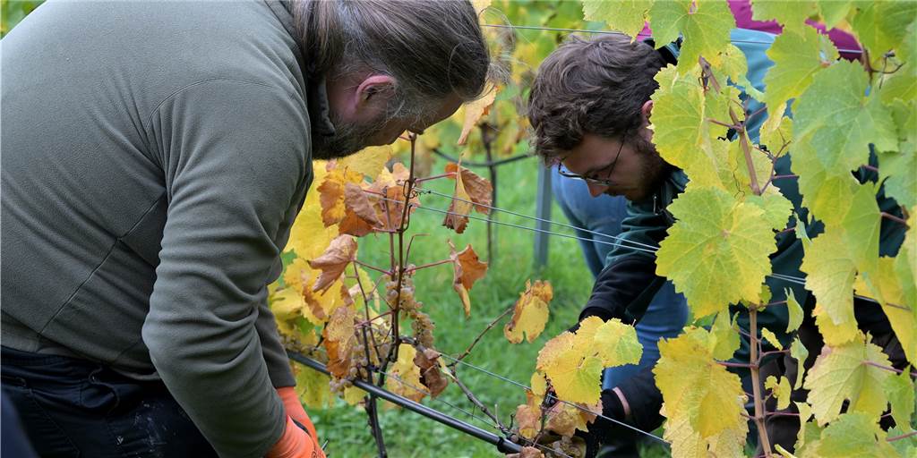 Video: Aus Cappenberger Trauben wird edler Wein Mit einigen freiwilligen Helfern wurden die Weintrauben in Cappenberg geerntet.