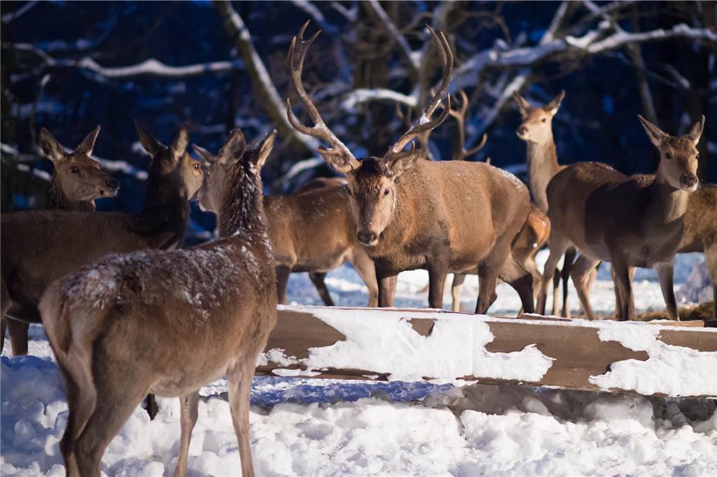 Mit etwas Glück gibt es Schnee im Sauerland, wenn der Weihnachtsmarkt im Wildpark Vosswinkel stattfindet.