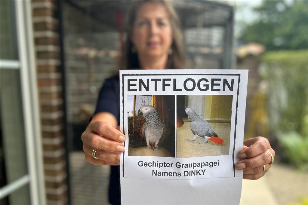 Graupapagei Dinky verschwunden: Sichtungen machen Hoffnung Mit Flyern sucht die Dorstener Familie nach ihrem Graupapagei.