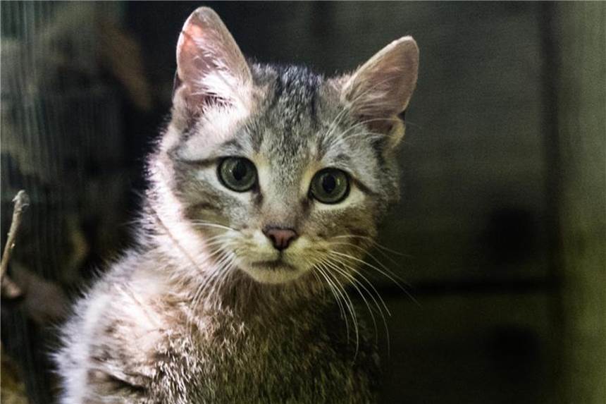 Weltkatzentag: Mehr Schutz für Wildkatze und Luchs gefordert Mit geschätzten 7000 bis 10.000 Tieren zählt die Wildkatze immer noch zu den gefährdeten Arten. Foto: Andreas Arnold
