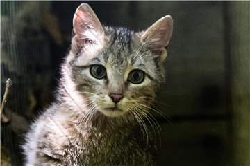 Mit geschätzten 7000 bis 10.000 Tieren zählt die Wildkatze immer noch zu den gefährdeten Arten. Foto: Andreas Arnold