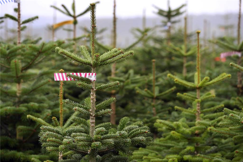 Weihnachtsbäume selbst schlagen: Geht das in Lünen, Selm, Olfen, Nordkirchen irgendwo? Weihnachtsbaumschonung