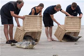 Mit Lea (l-r), Fiete und Störtebeker werden am Strand der ostfriesischen Insel Juist die ersten drei Seehunde an der niedersäschsischen Nordseeküste aus ihren Körben in die Freiheit entlassen. Foto: Ingo Wagner