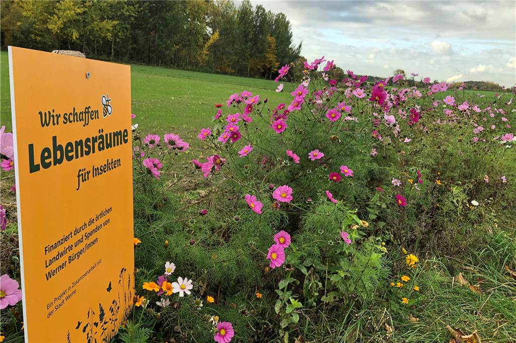 Freizeit-Tipp für den Lockdown: Alle Teile unserer Werner Wanderserie Mit letzter Kraft stemmen sich die Blumen des Blühstreifens auf dem W5 in Stockum gegen die Herbstkälte.